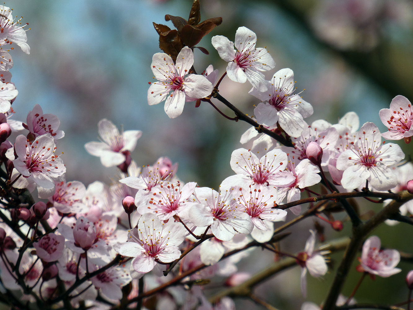 photo "***" tags: nature, flowers, spring