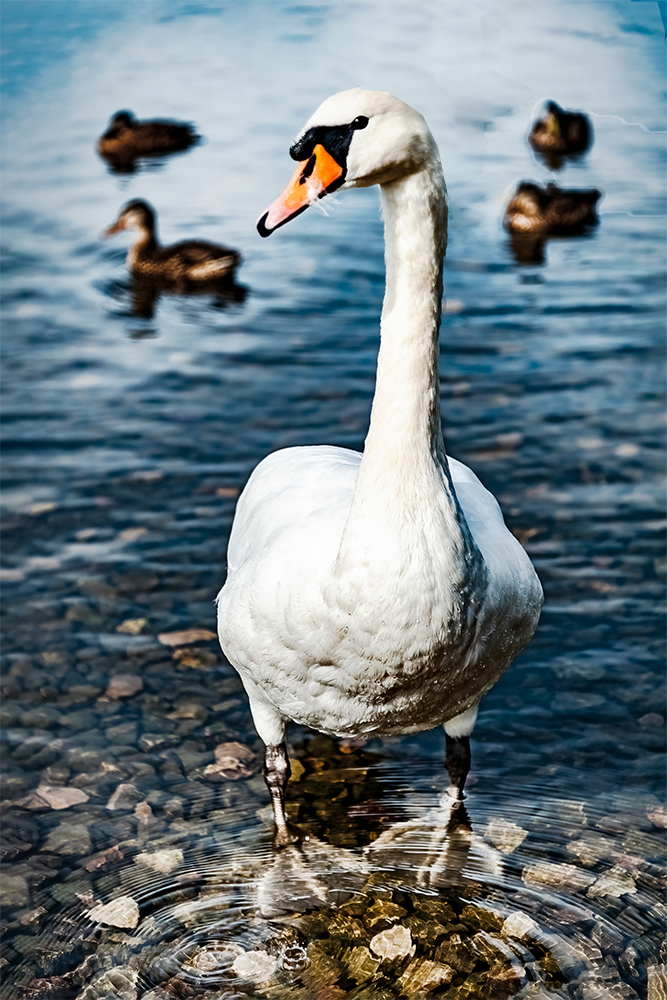 photo "Swan Portrait" tags: nature, 