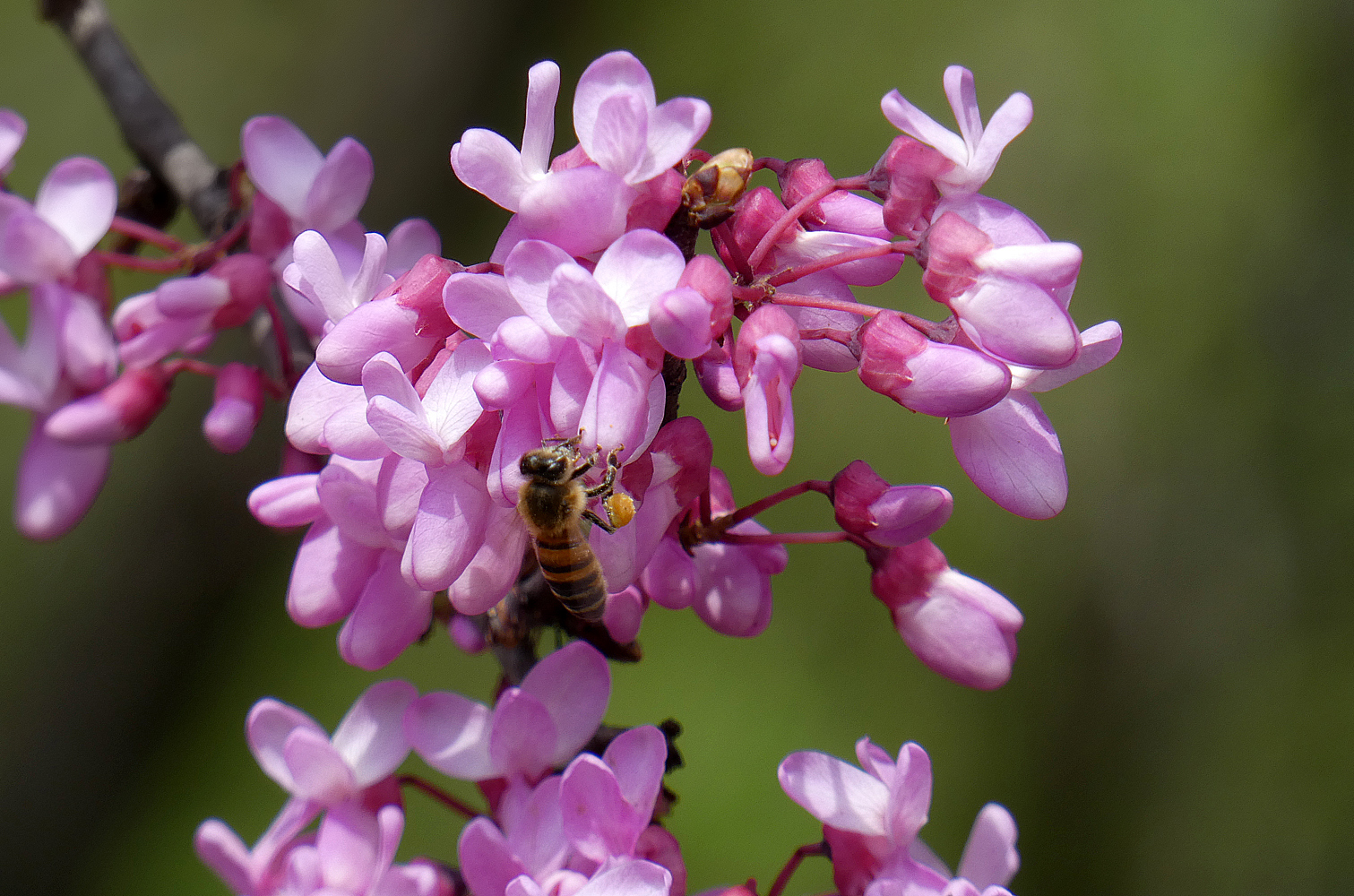 photo "***" tags: nature, flowers