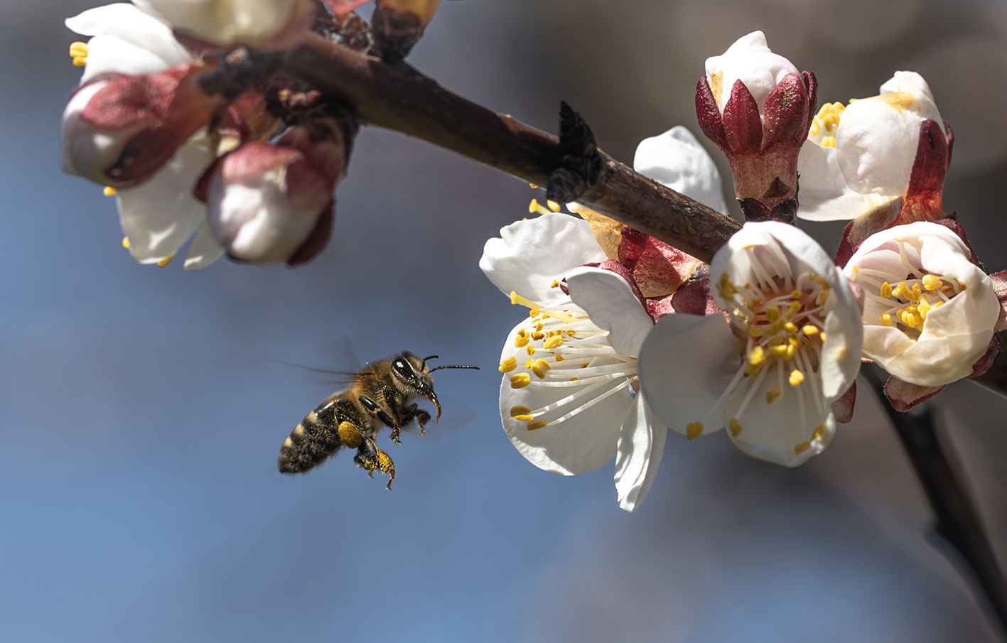фото "Вестница Весны" метки: макро и крупный план, абрикос, весна, пчела, цветение