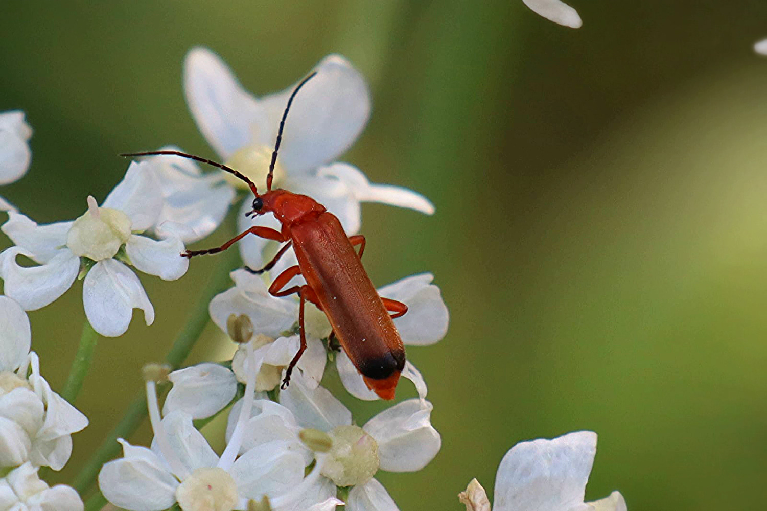 photo "***" tags: nature, macro and close-up, 