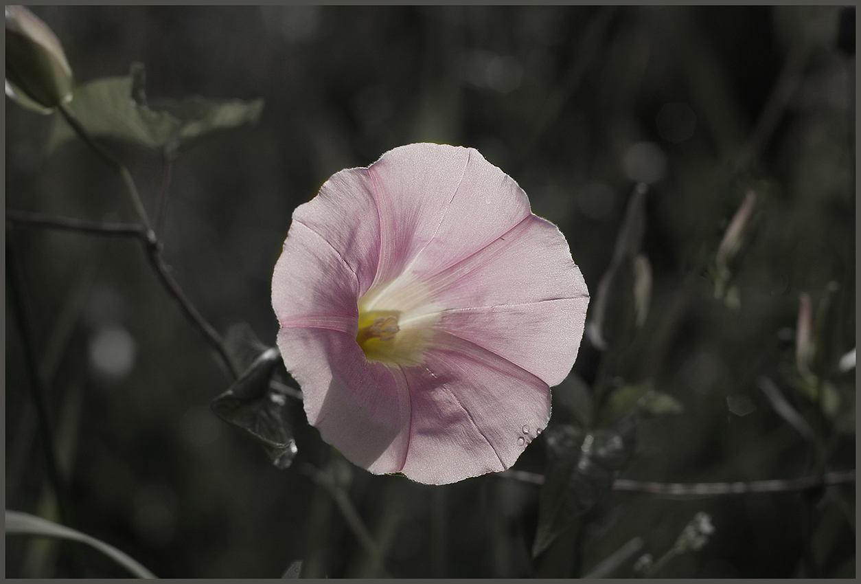 photo "***" tags: nature, flowers