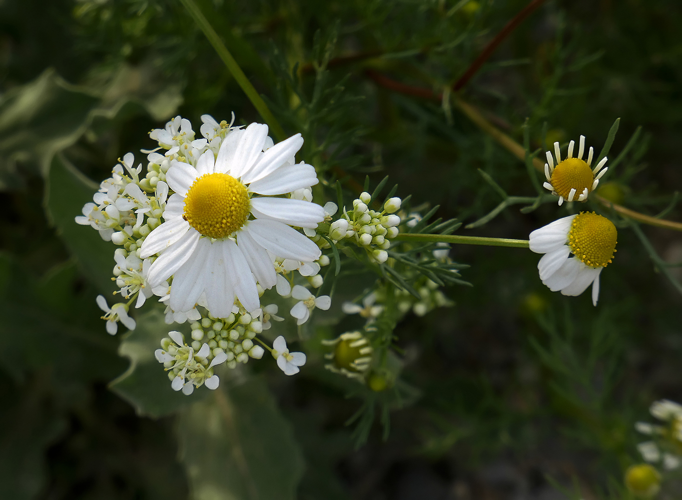 photo "***" tags: nature, flowers