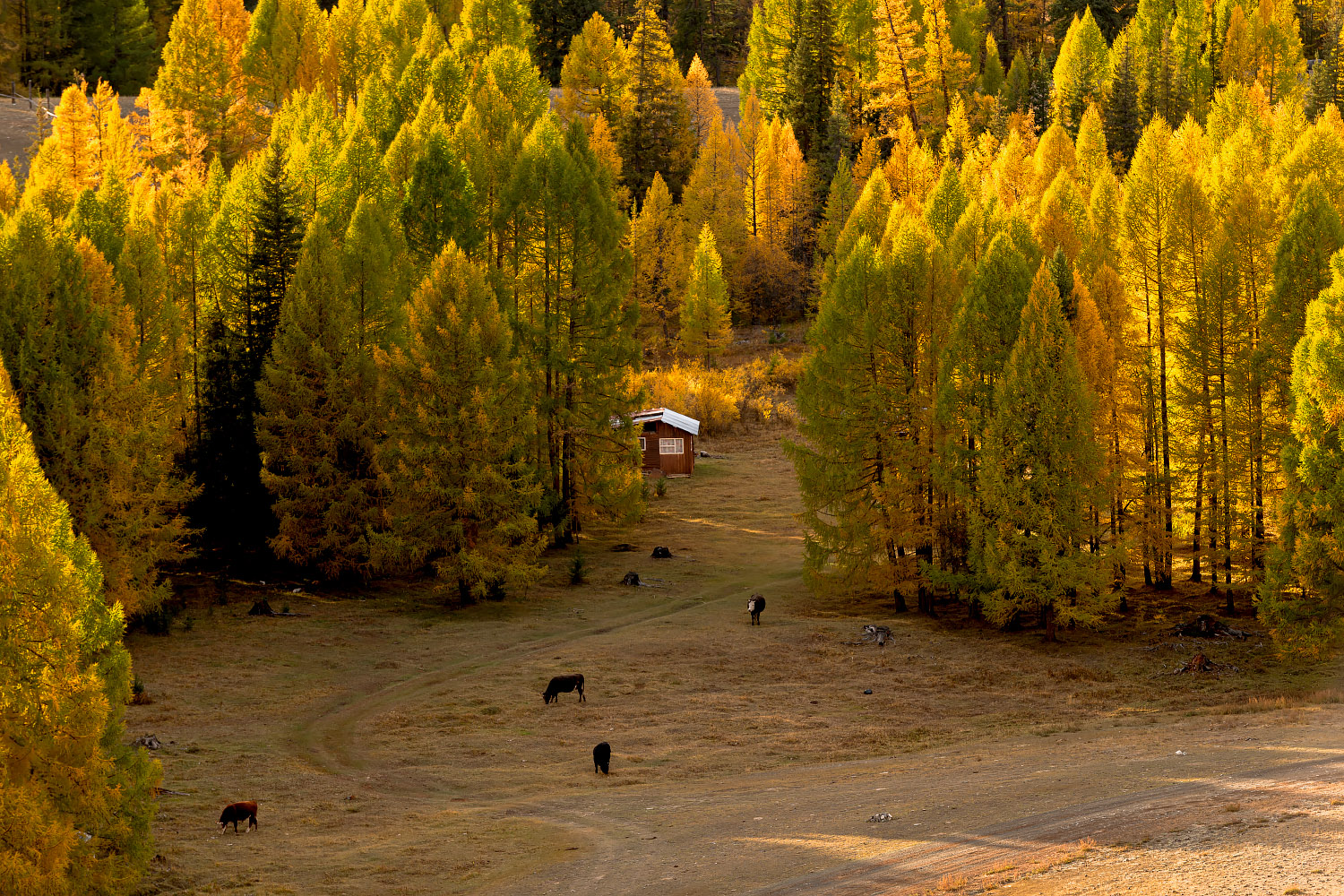 фото "Осень" метки: пейзаж, путешествия, Алтай, осень, путешествие