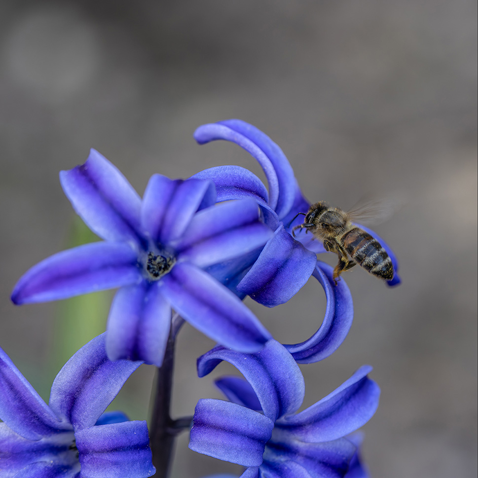 photo "***" tags: macro and close-up, гиацинт, пчела