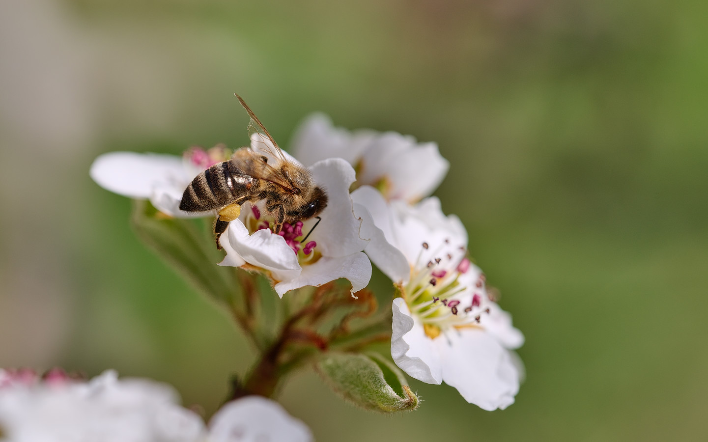 photo "***" tags: macro and close-up, nature, 
