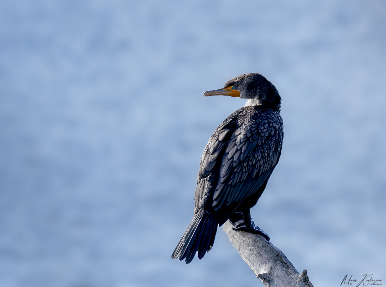 photo "Double-crested Cormorant" tags: nature, wild animals bird