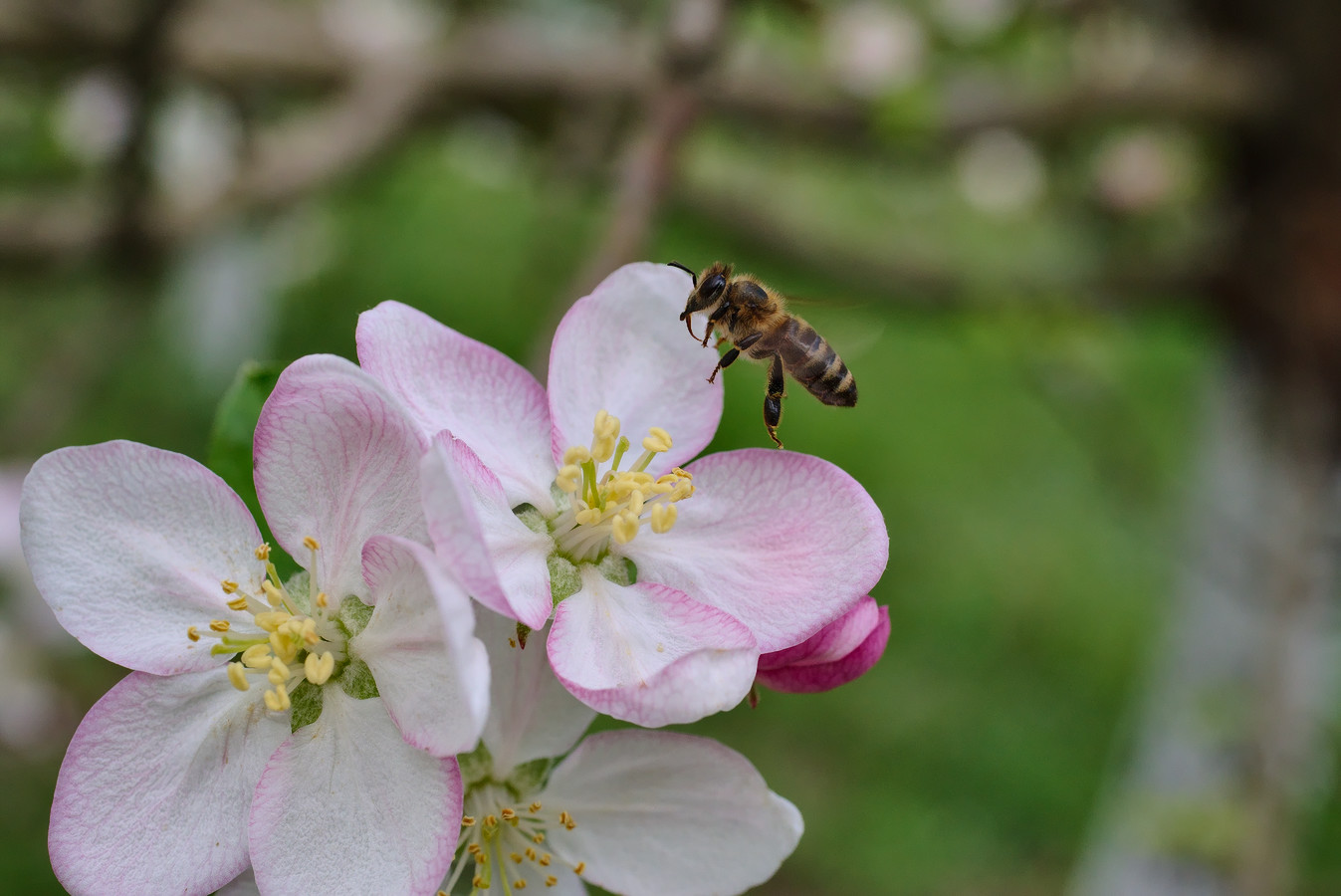 photo "***" tags: macro and close-up, nature, 