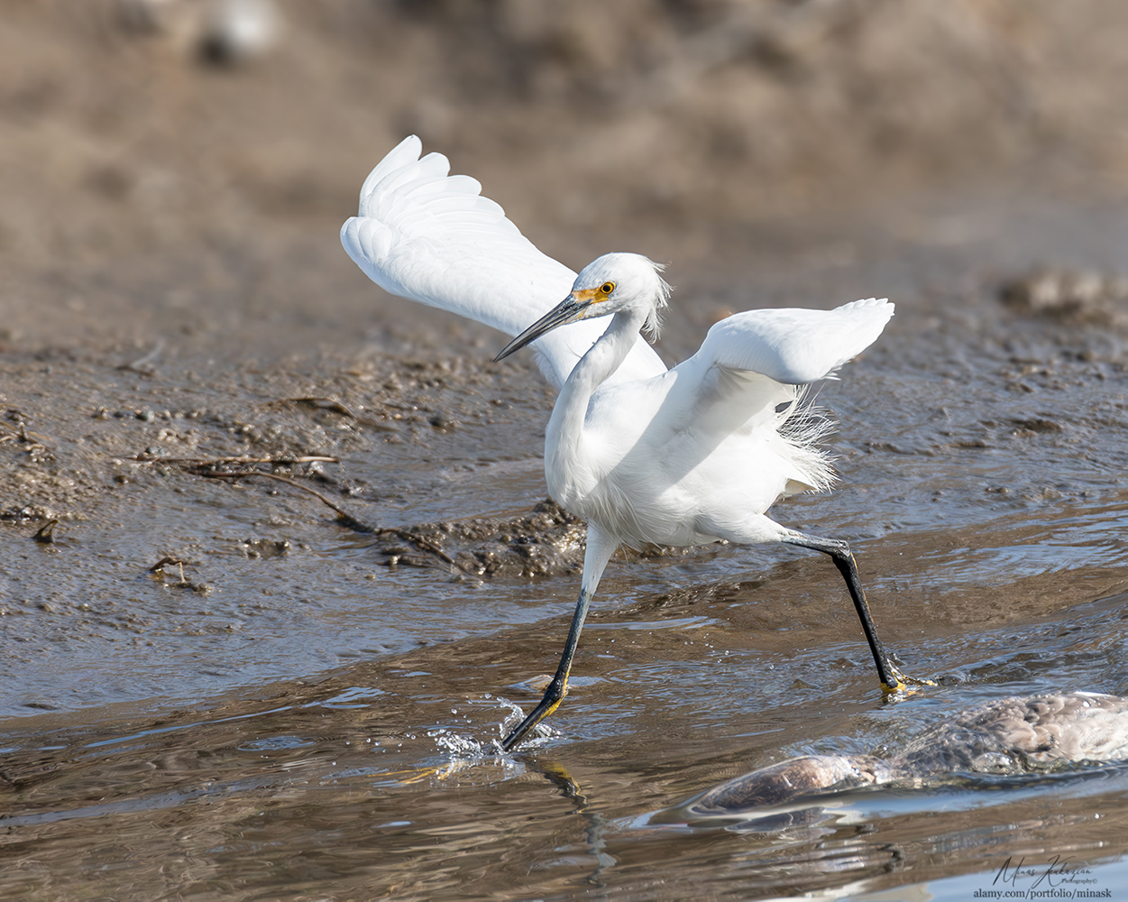 фото "Great Egret" метки: природа, wild animals bird
