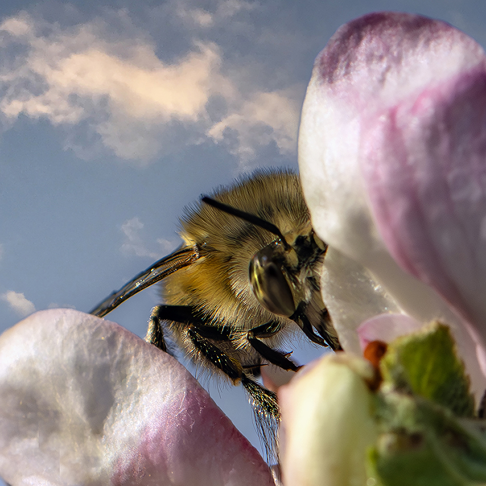 photo "***" tags: macro and close-up, пчела, яблоня