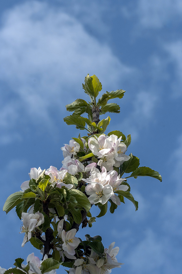 photo "***" tags: nature, sky, яблоня