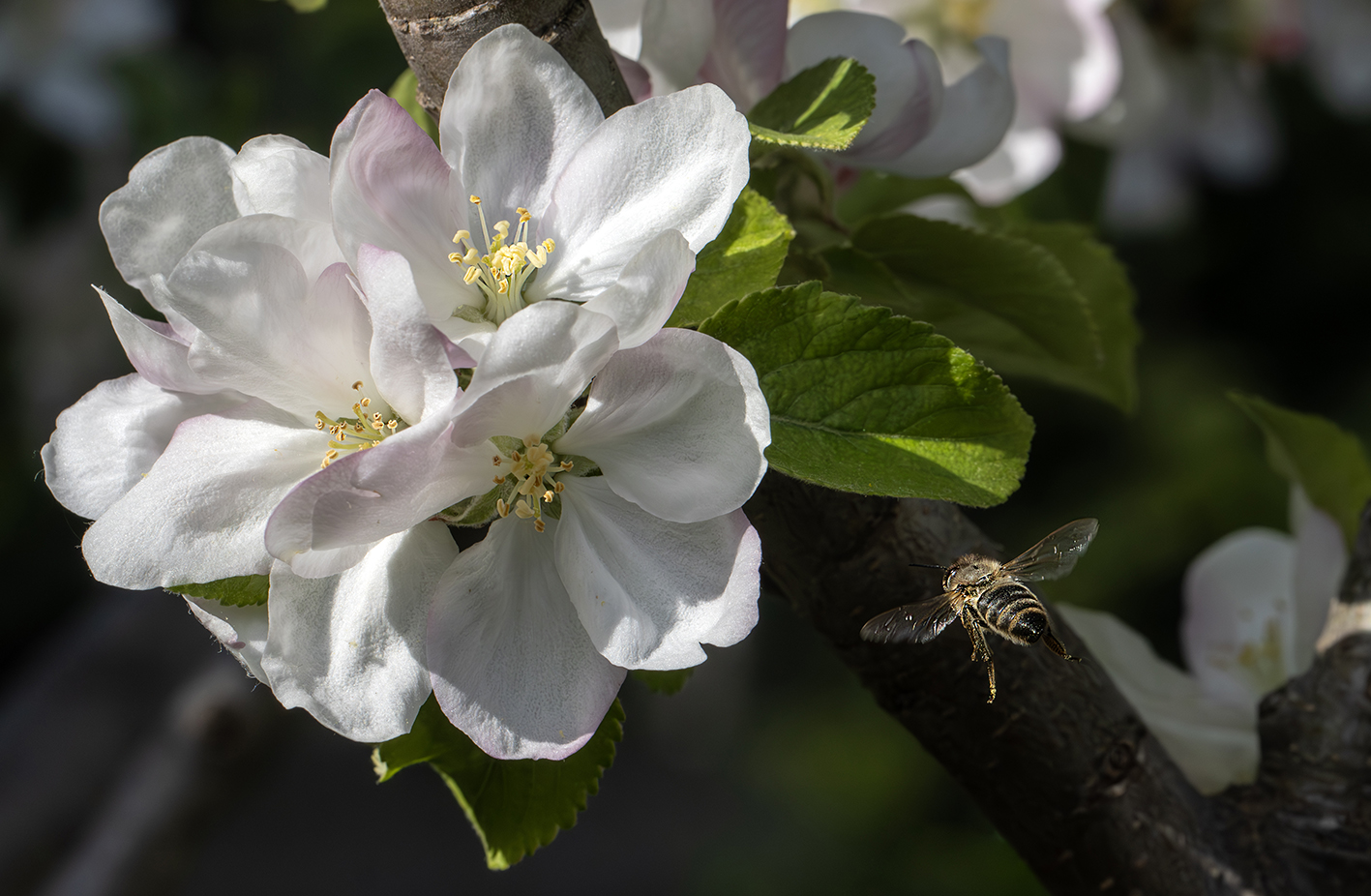 фото "Успел..." метки: макро и крупный план, пчела, яблоня