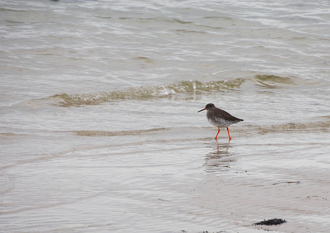 photo "Red leg" tags: nature, reporting, 