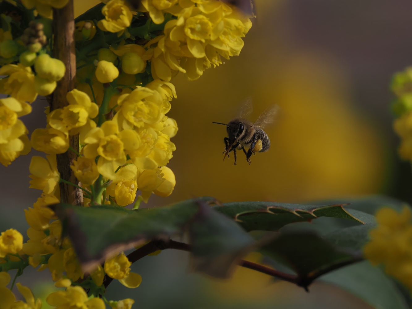 photo "***" tags: macro and close-up, 