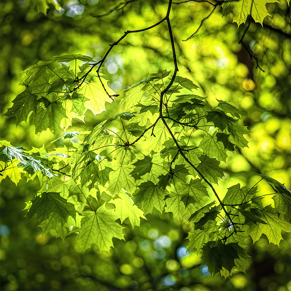 photo "Leaves" tags: nature, 