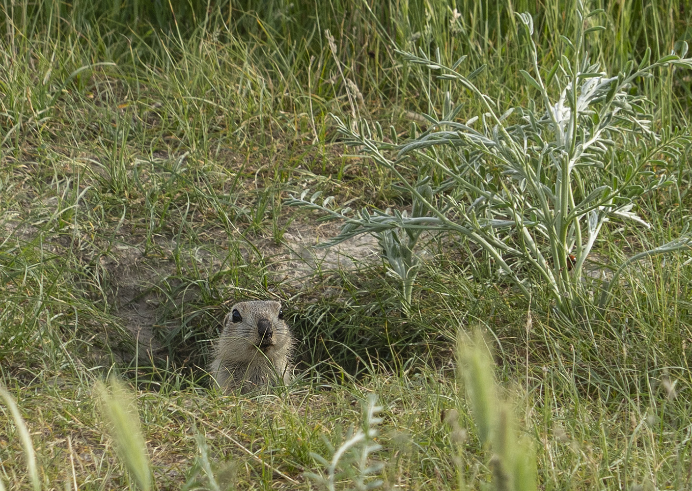 photo "Суслика видишь? ...." tags: nature, 