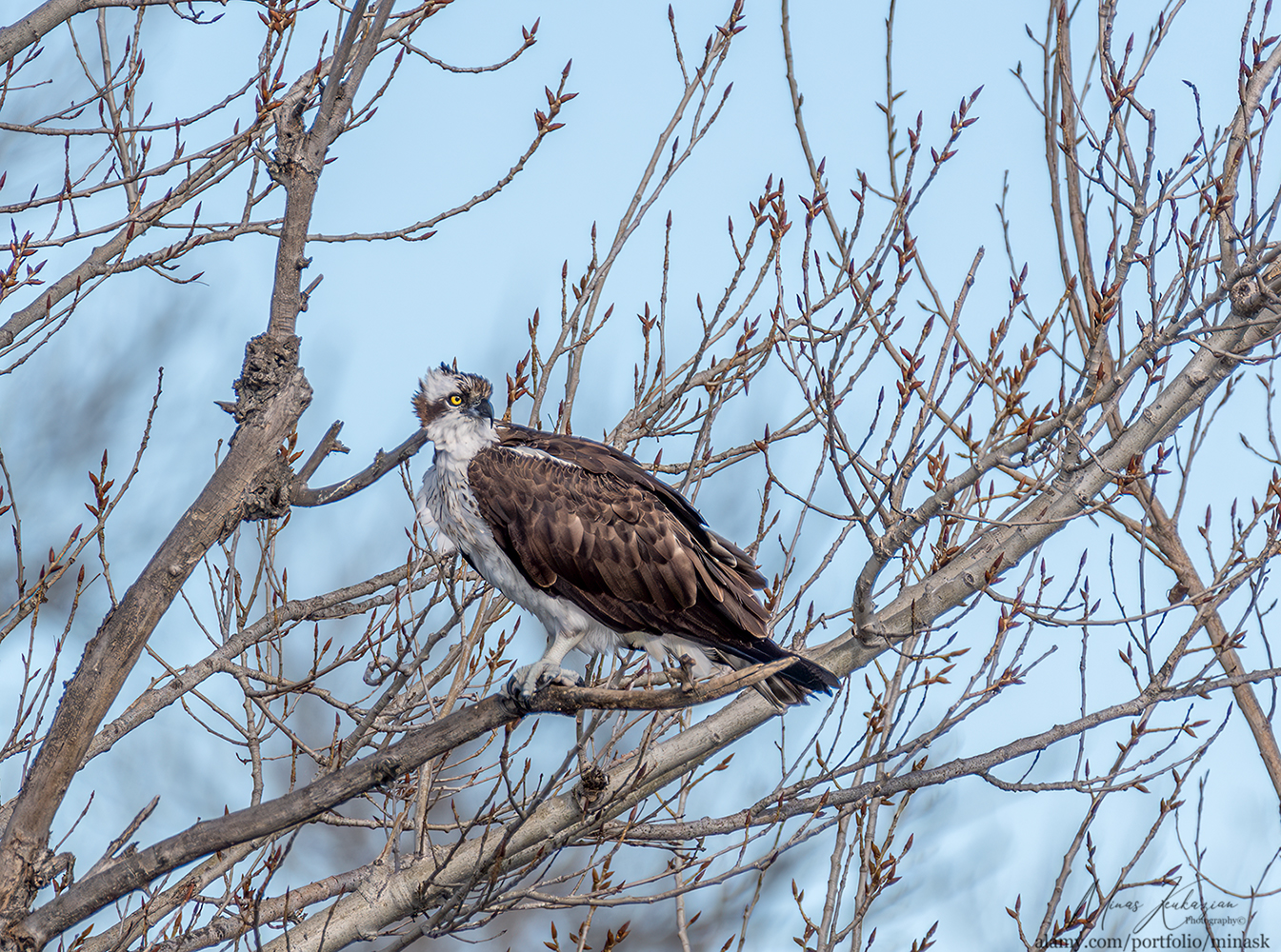 photo "Osprey" tags: nature, wild animals bird