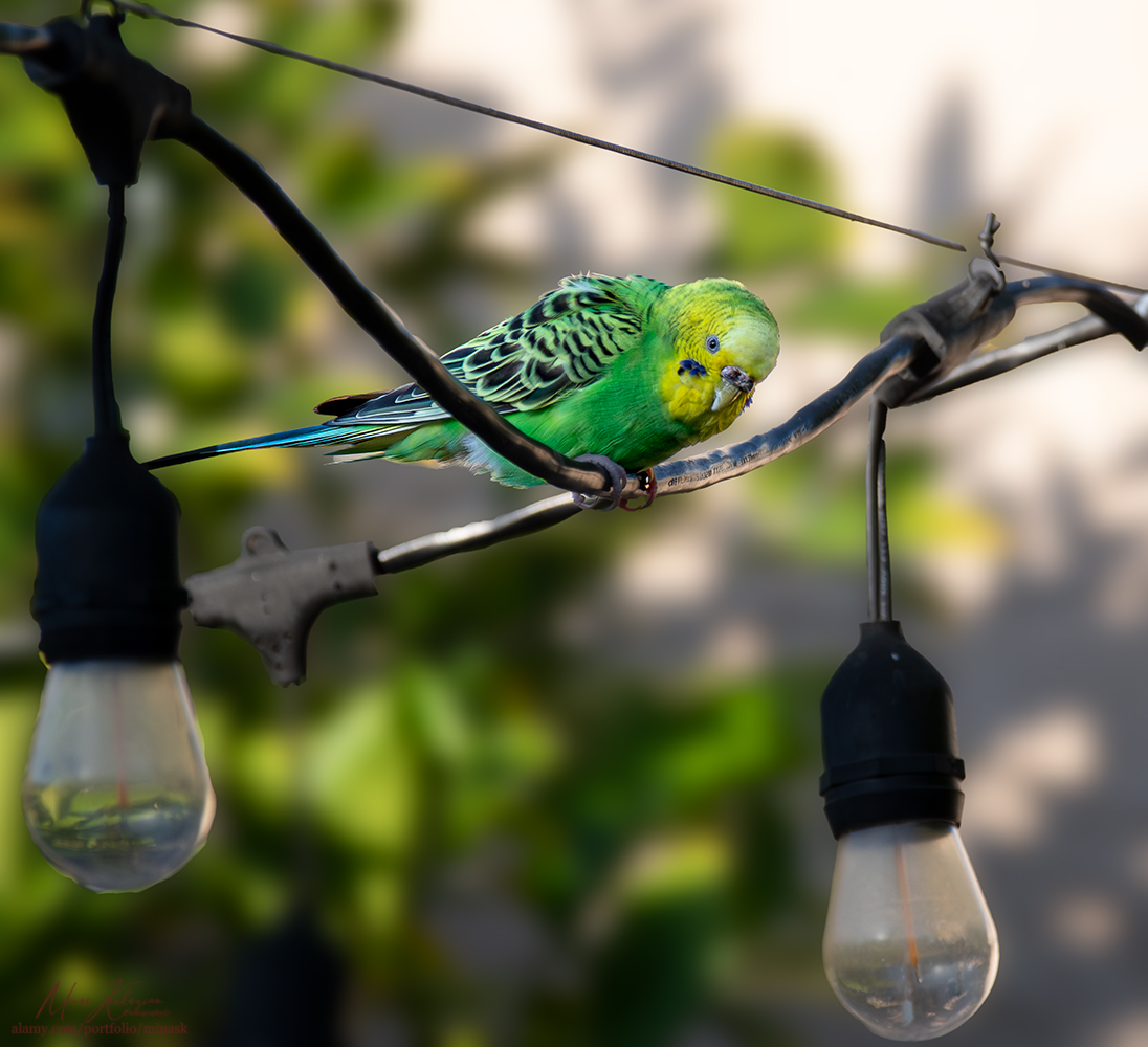 фото "Green Cockatiel free in my backyard" метки: природа, wild animals bird