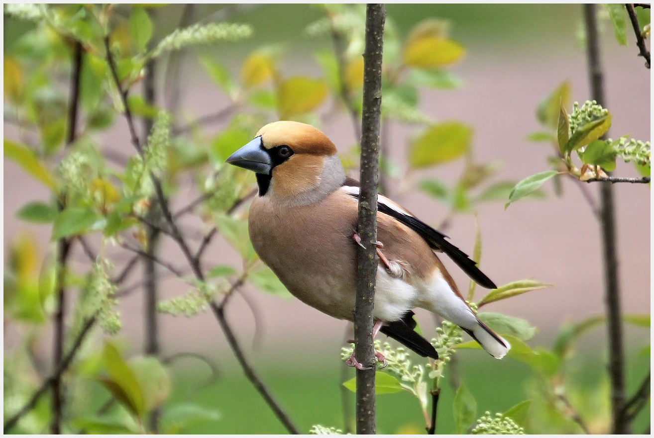 photo "Grosbeak" tags: nature, macro and close-up, 
