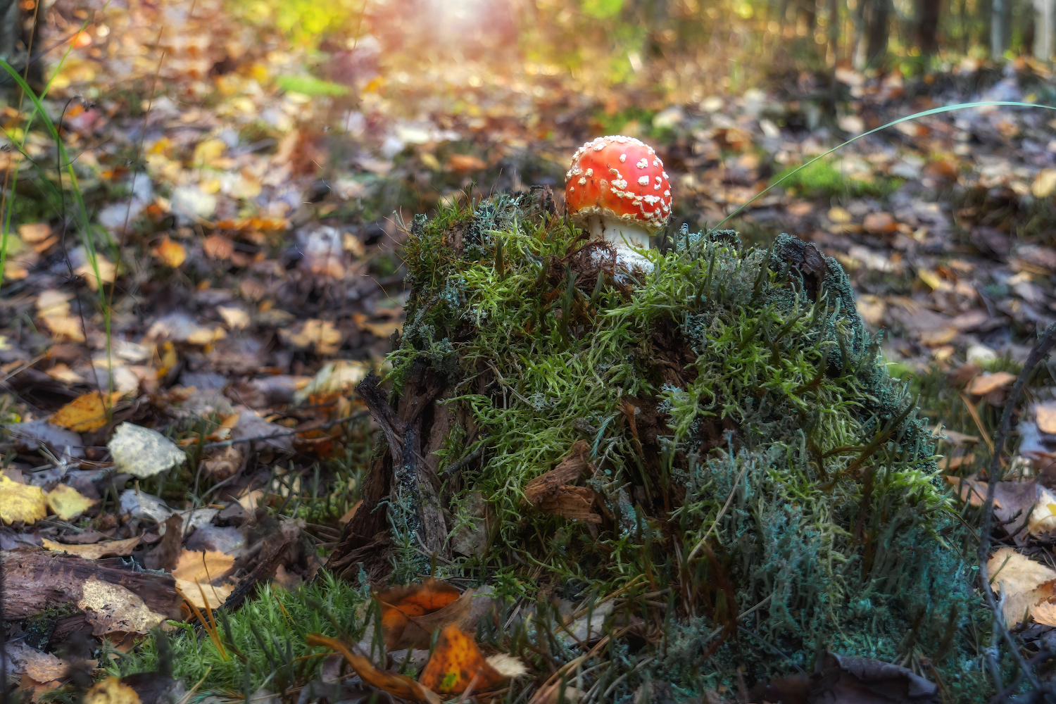 фото "Осенние подарки леса..." метки: природа, макро и крупный план, 