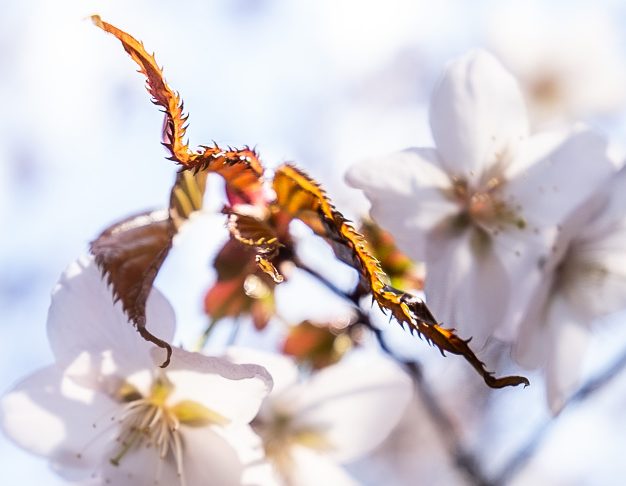 photo "Без Названия" tags: macro and close-up, 