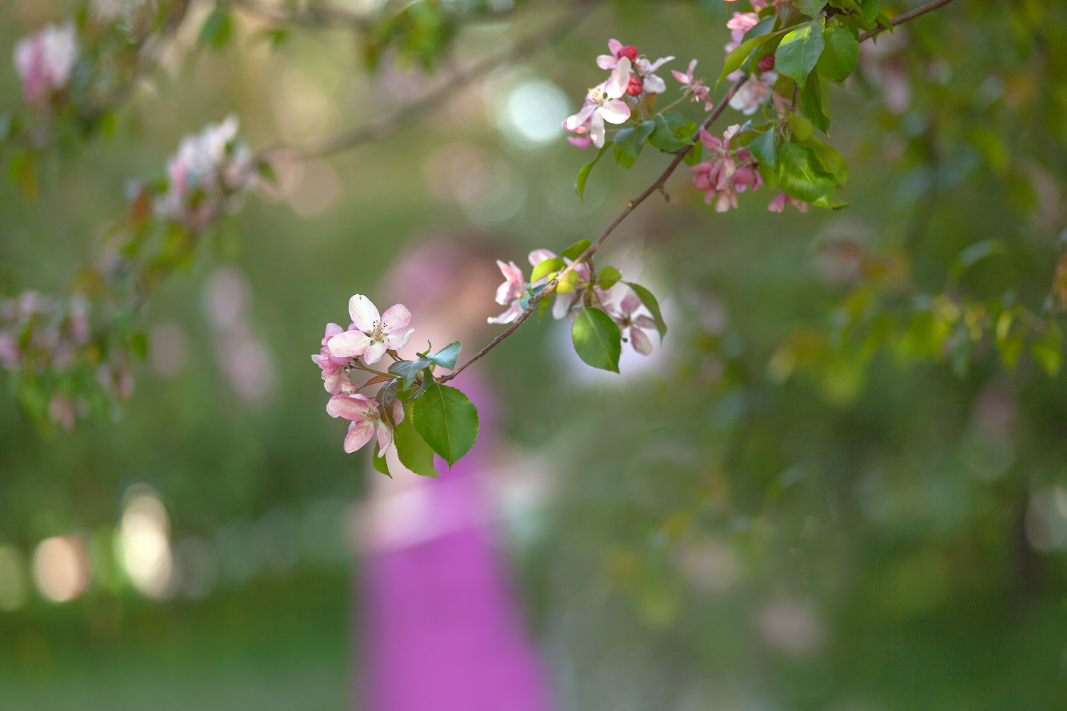 photo "***" tags: nature, macro and close-up, 