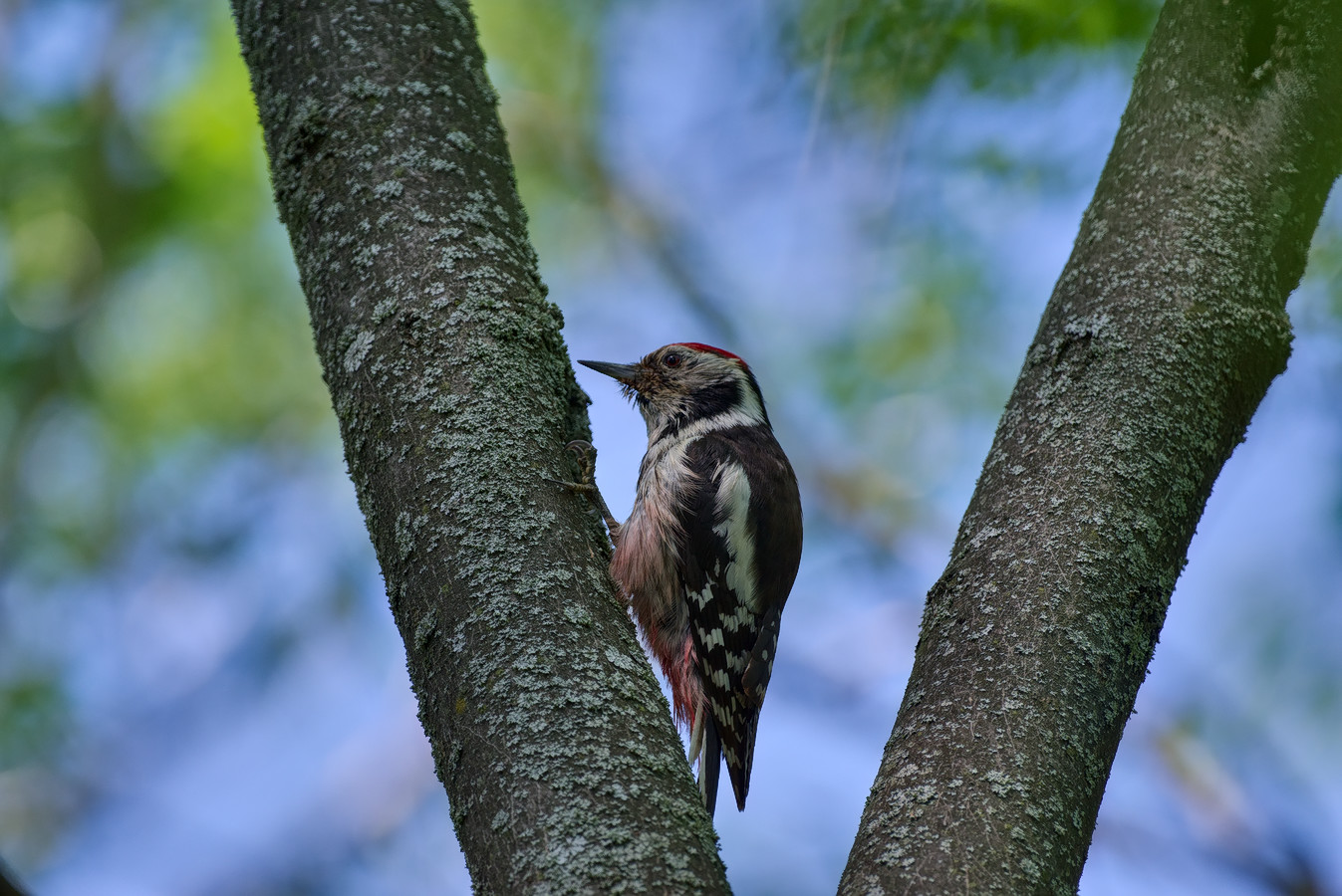 photo "***" tags: nature, 