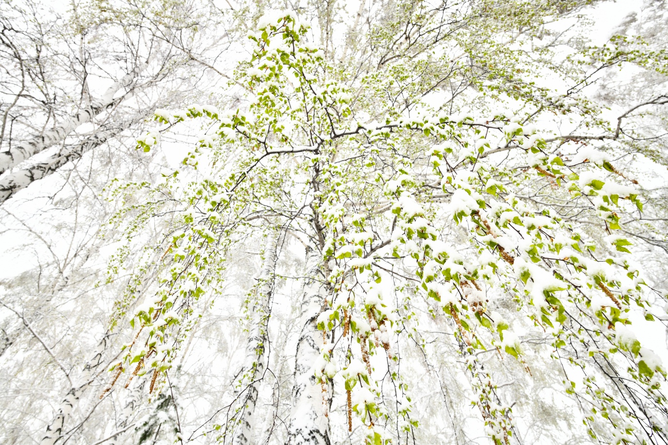 photo "***" tags: nature, snow, winter, зеленые листья, май, молодая листва, холод