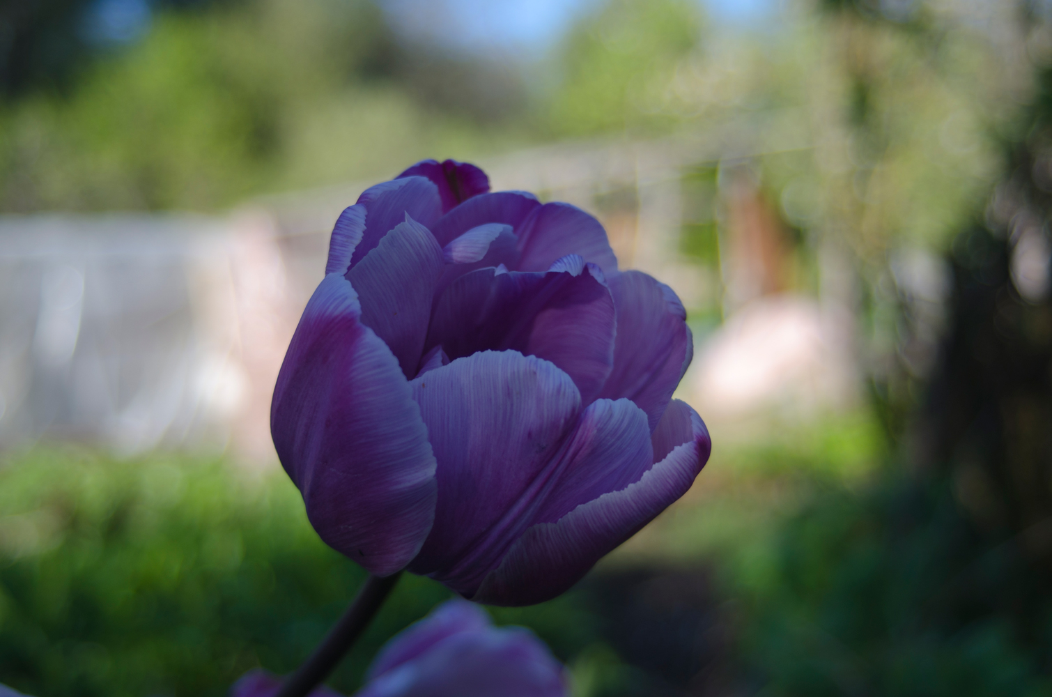 фото "Бутон тюльпана" метки: природа, макро и крупный план, разное, тюльпаны, цветы