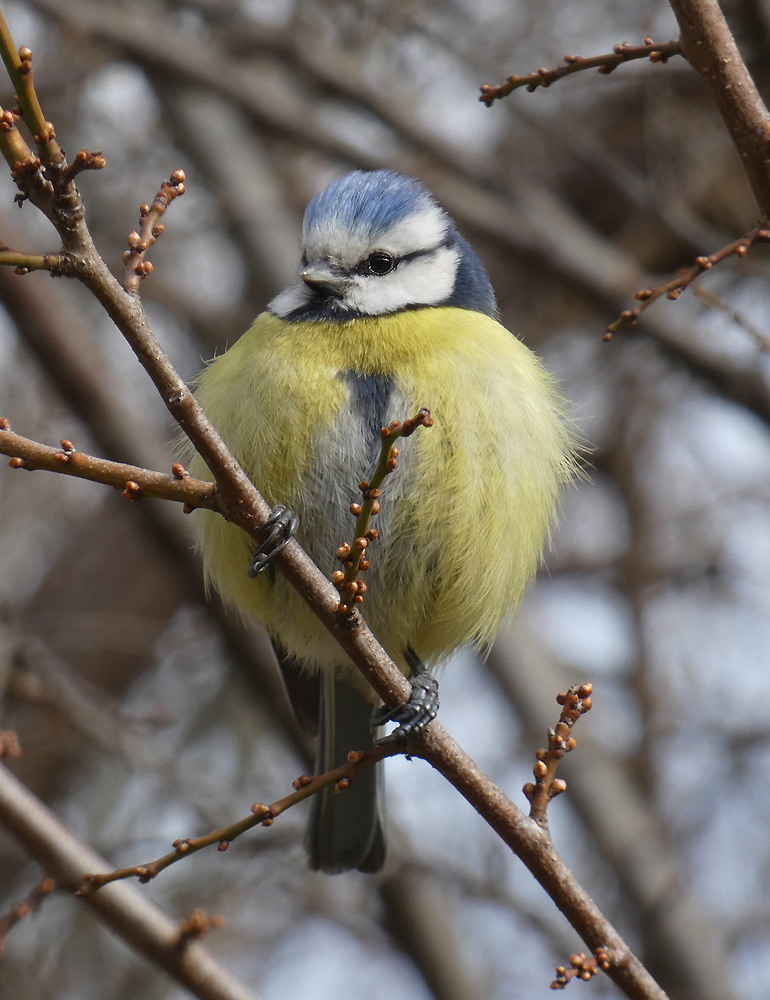 photo "***" tags: nature, portrait, wild animals