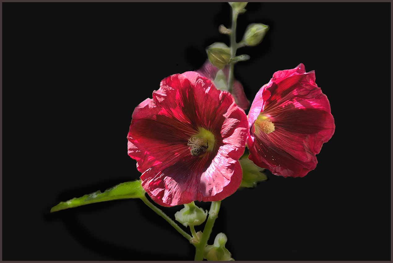 photo "***" tags: still life, flowers, studio