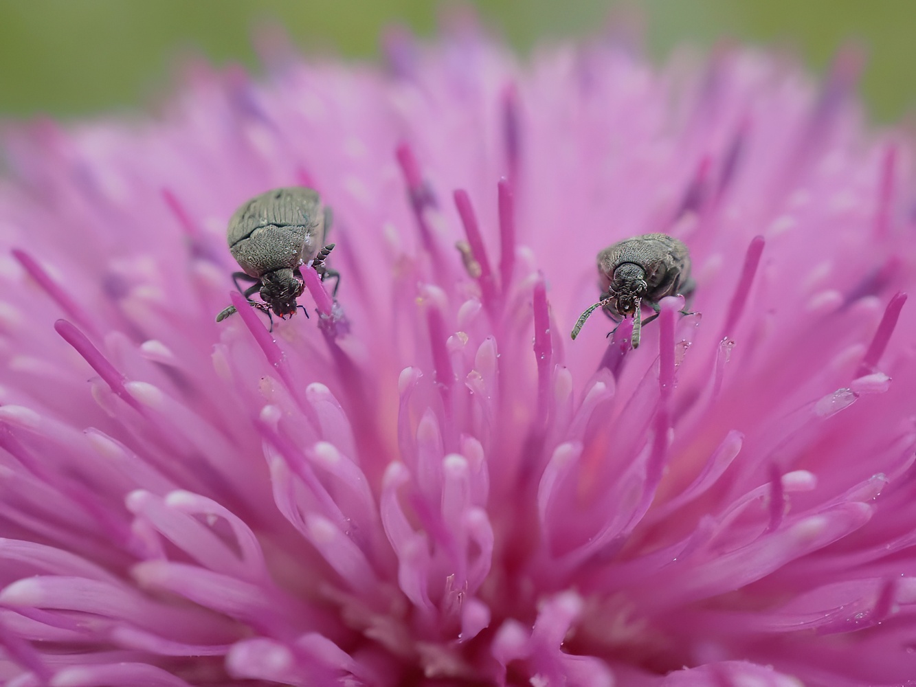 photo "***" tags: macro and close-up, nature, 