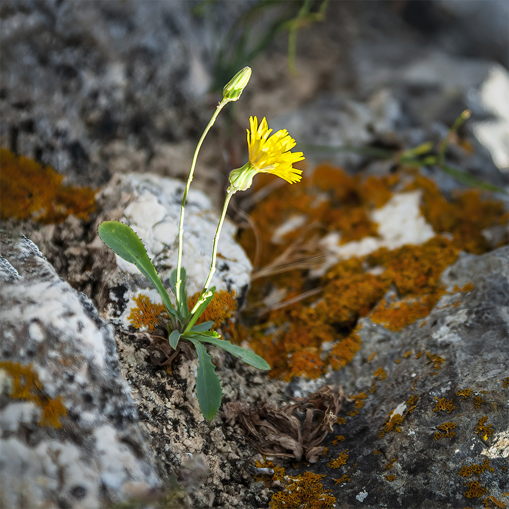 photo "On the Rock" tags: nature, 