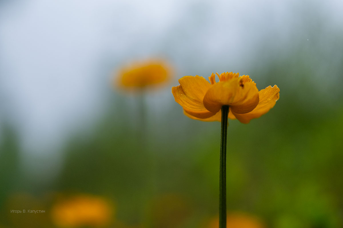 фото "***" метки: природа, 