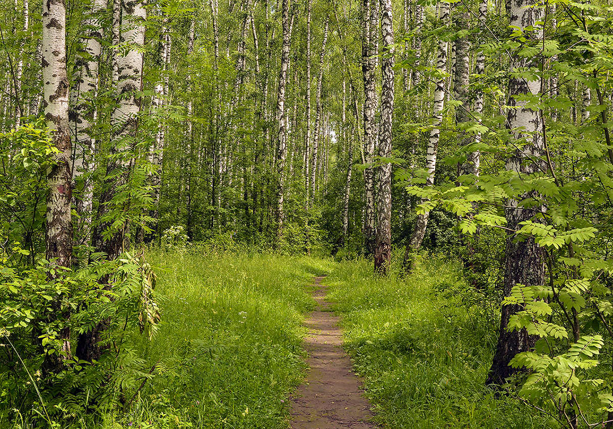 photo "***" tags: landscape, birches, forest, summer, роща