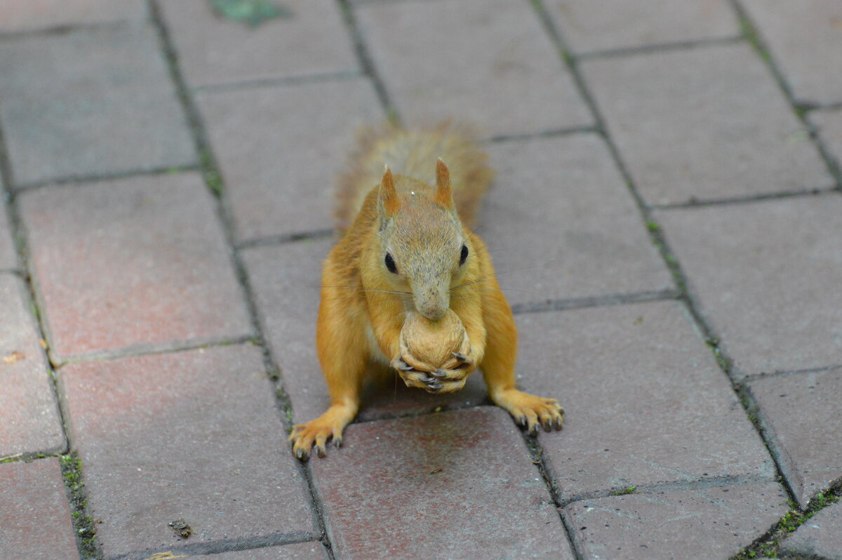 photo "***" tags: nature, misc., Moscow, squirrel, Царицыно, белки, животные, орех