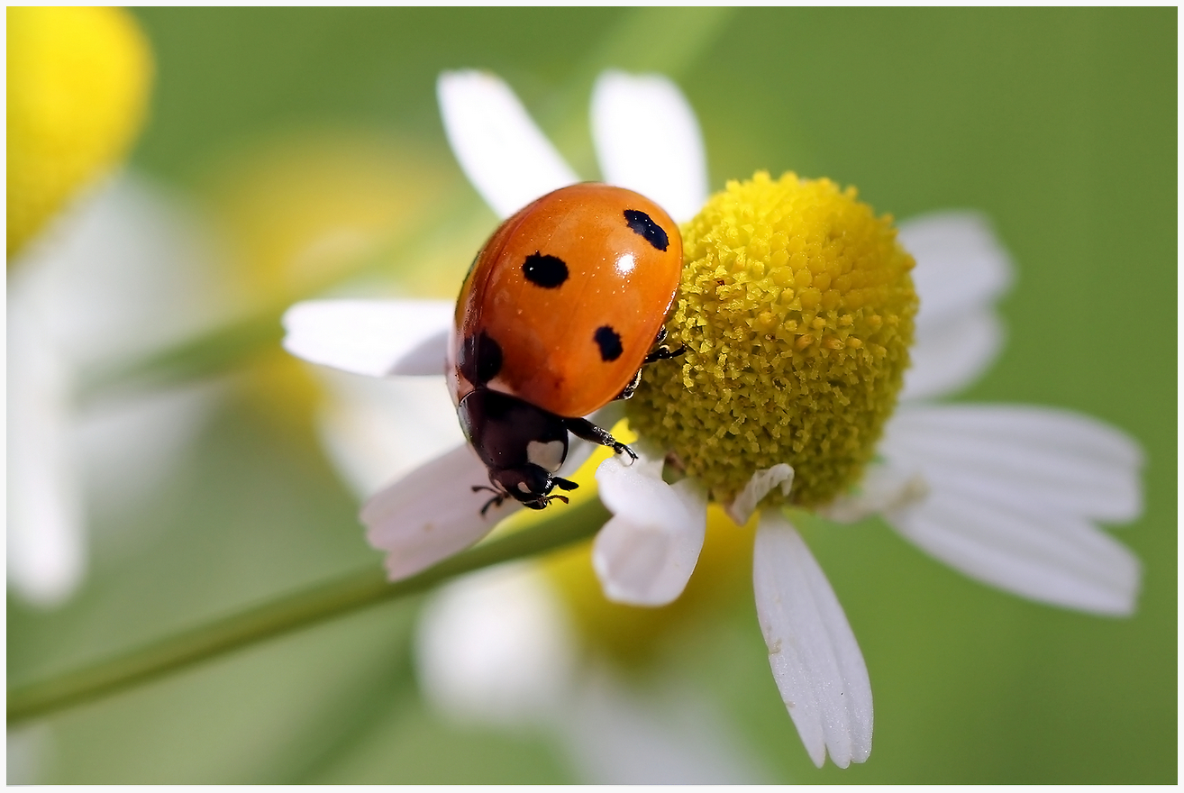 photo "***" tags: nature, macro and close-up, 