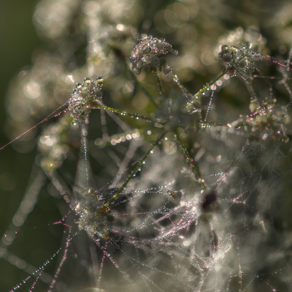 photo "***" tags: nature, macro and close-up, 