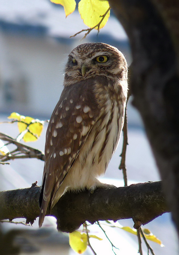 photo "***" tags: portrait, wild animals