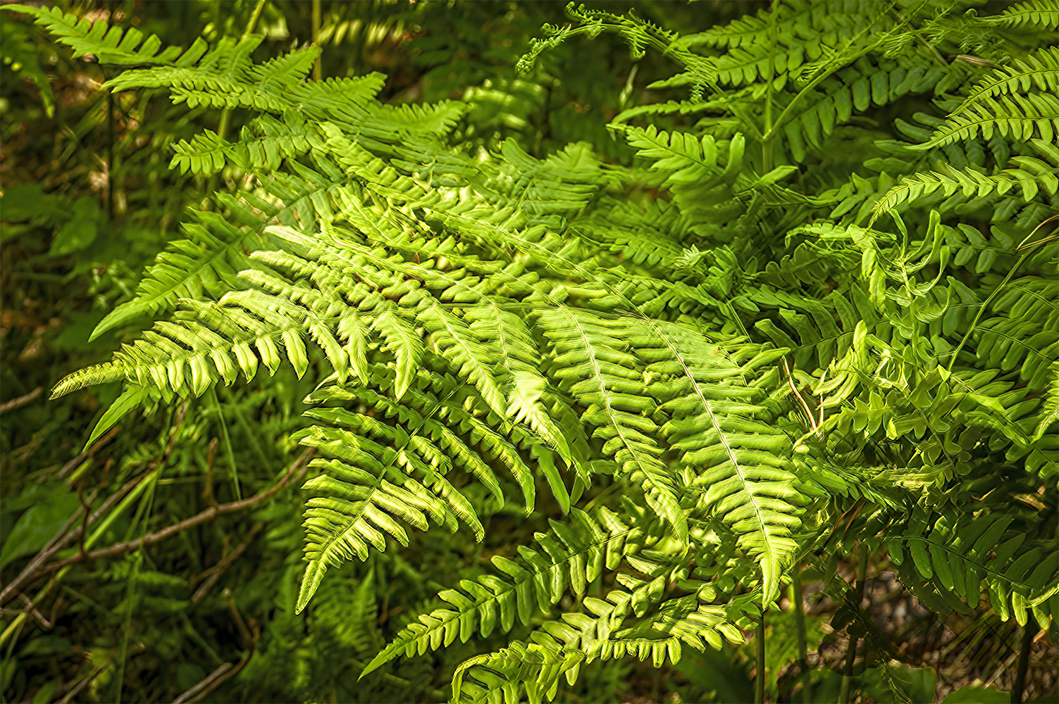 photo "Popular Theme 2" tags: , 