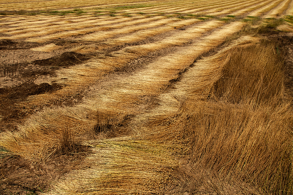 photo "ornament" tags: , 