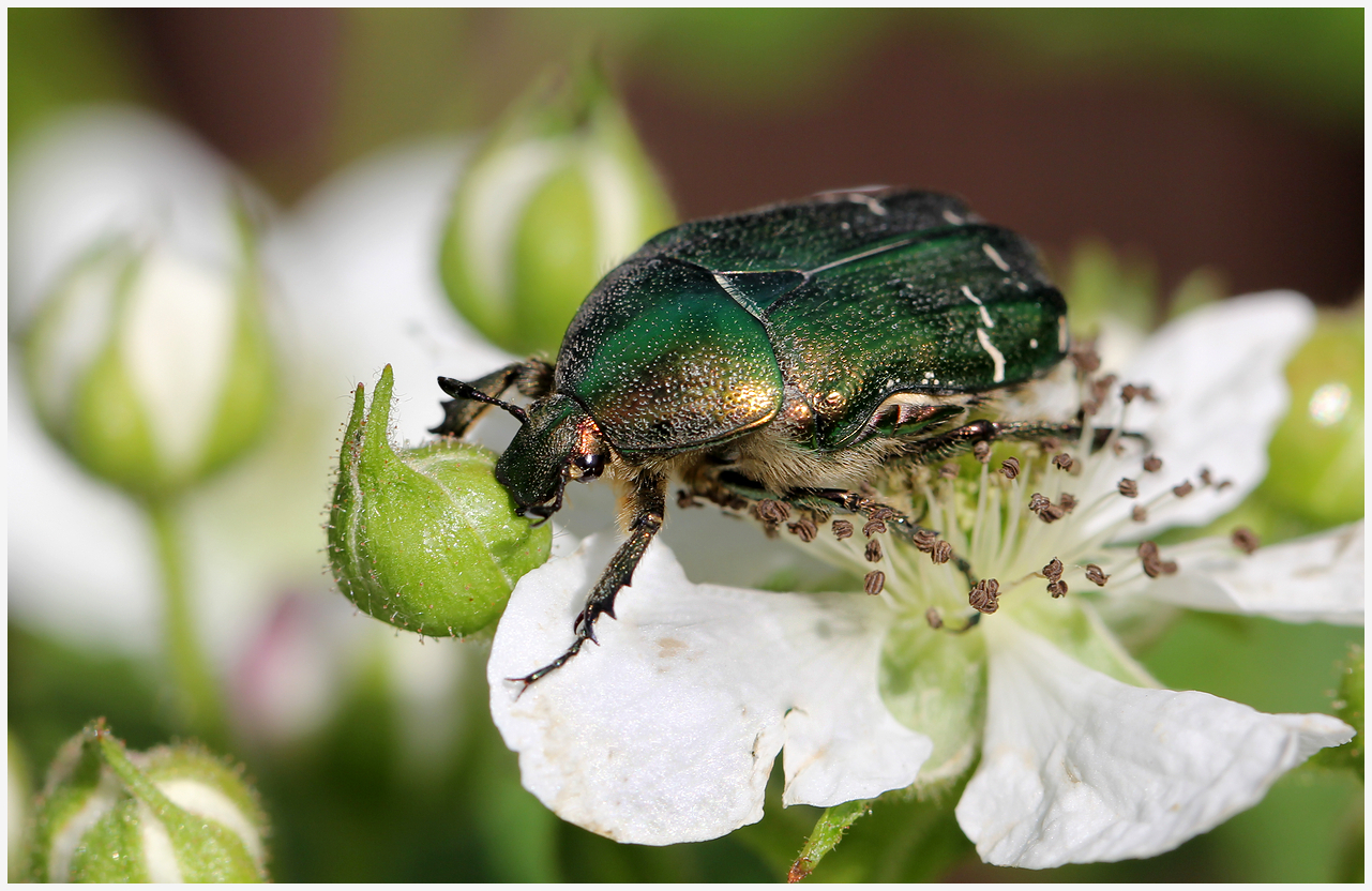 photo "Flower lover" tags: nature, macro and close-up, 