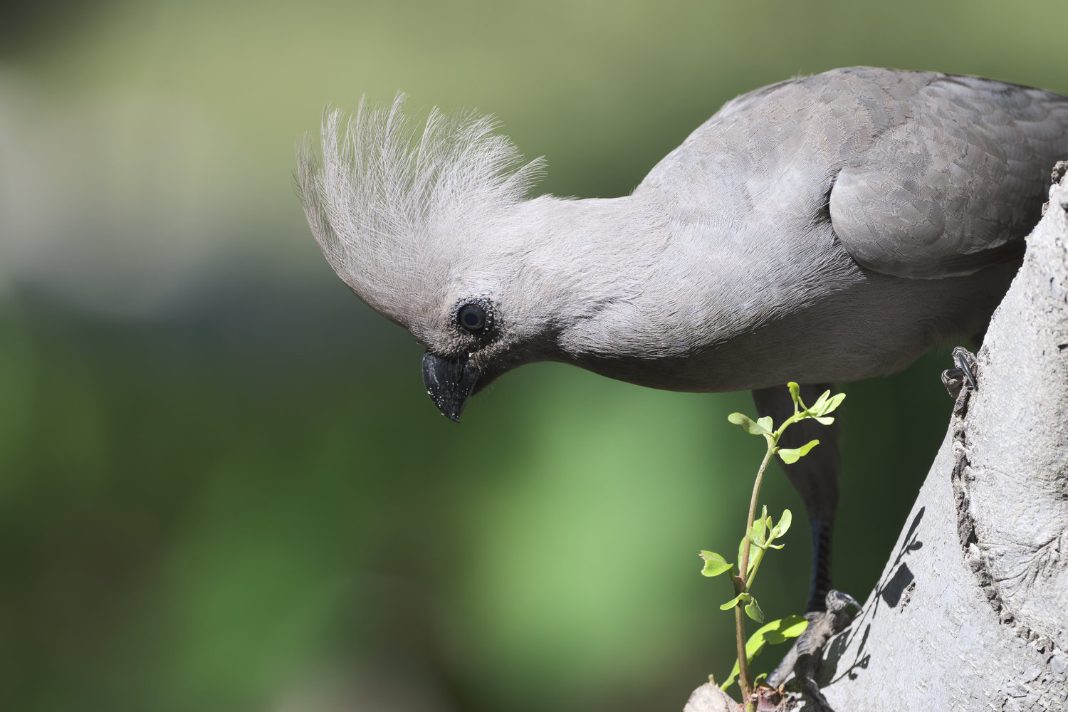 photo "Grey Loerie" tags: nature, Africa