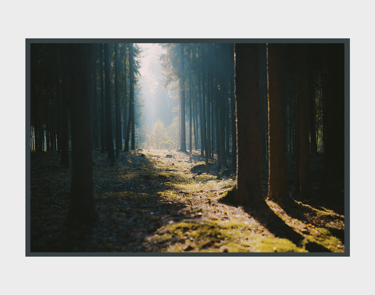 photo "***" tags: landscape, nature, travel, forest, summer, Беларусь, ландшафт
