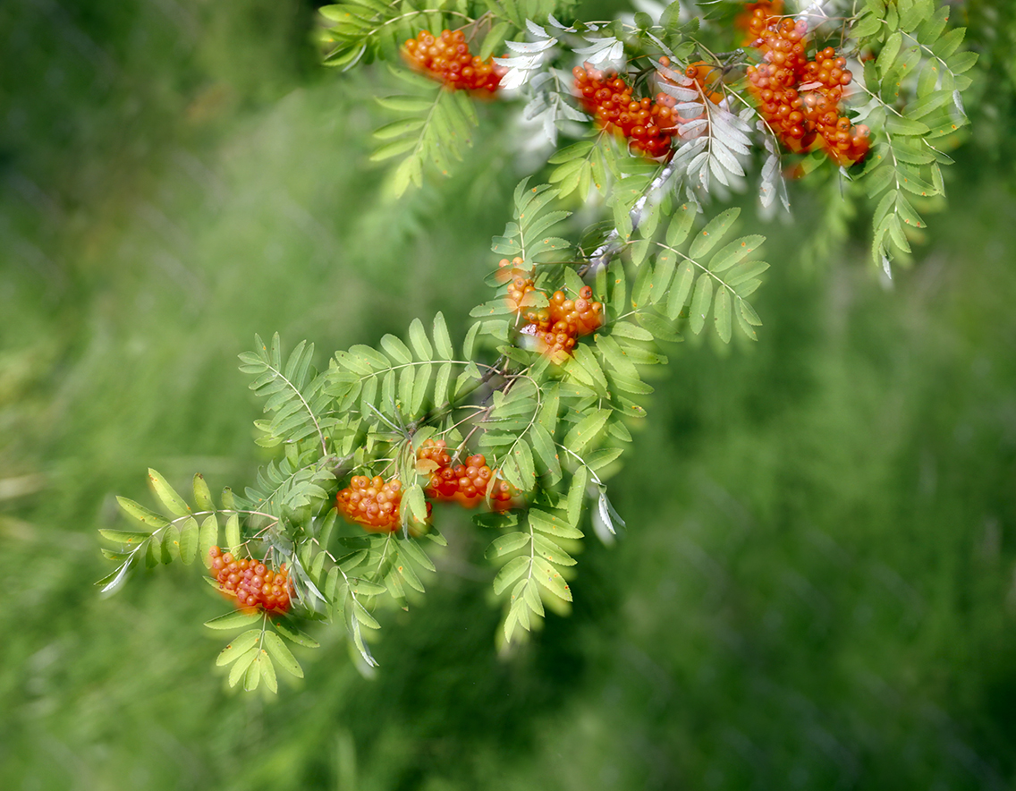 photo "***" tags: nature, 