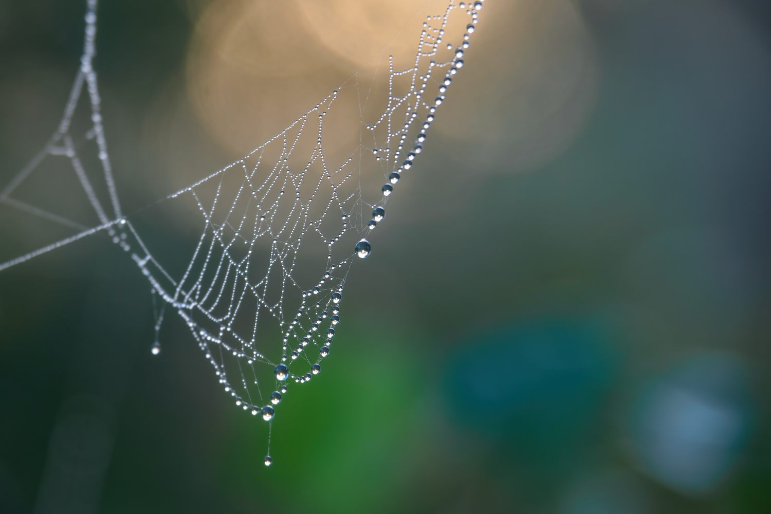 photo "***" tags: nature, macro and close-up, 