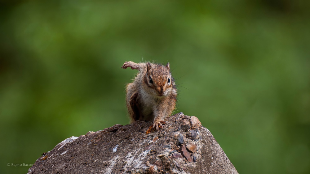 фото "Хук справа!" метки: природа, 