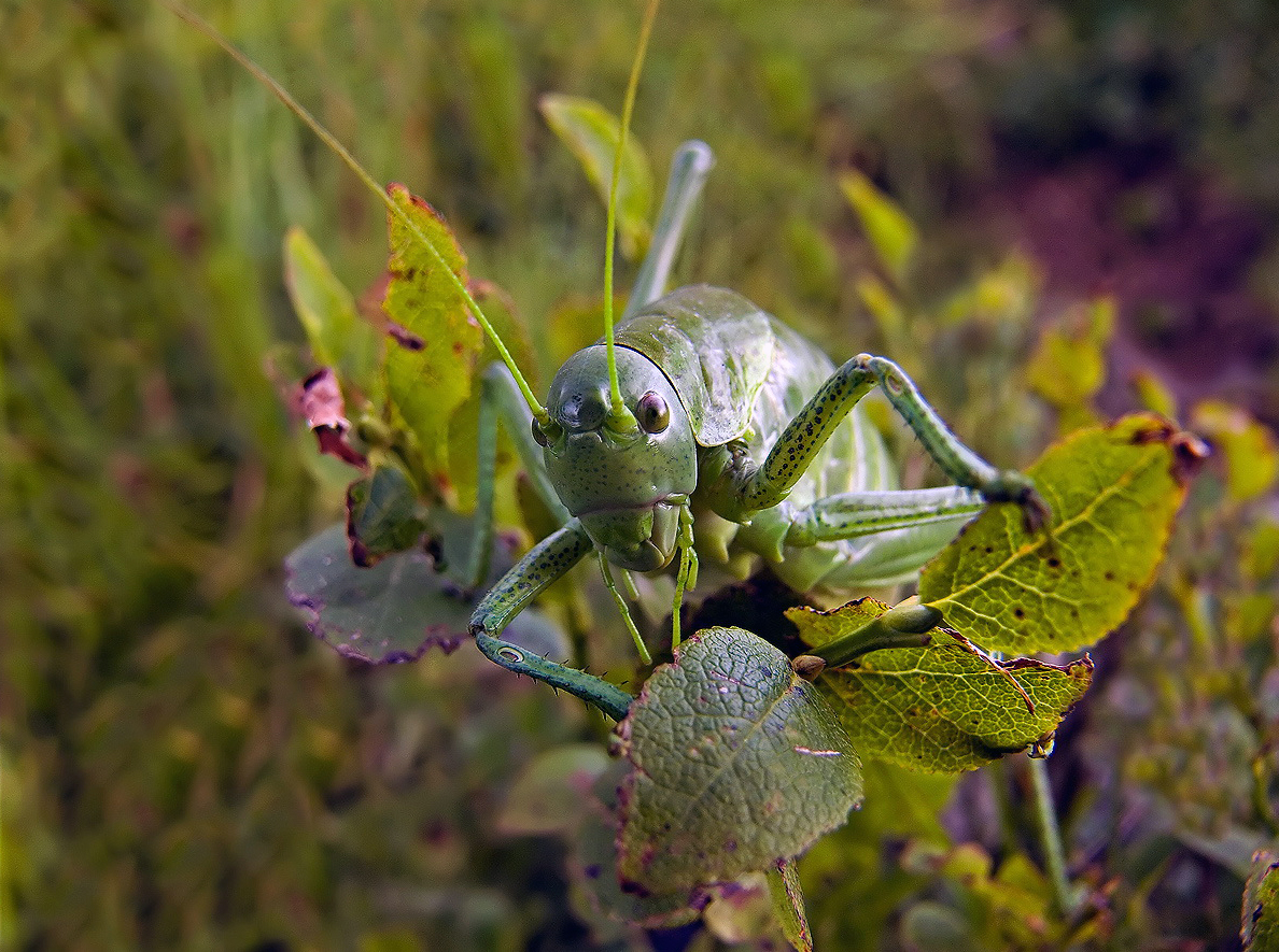 photo "***" tags: nature, macro and close-up, insect