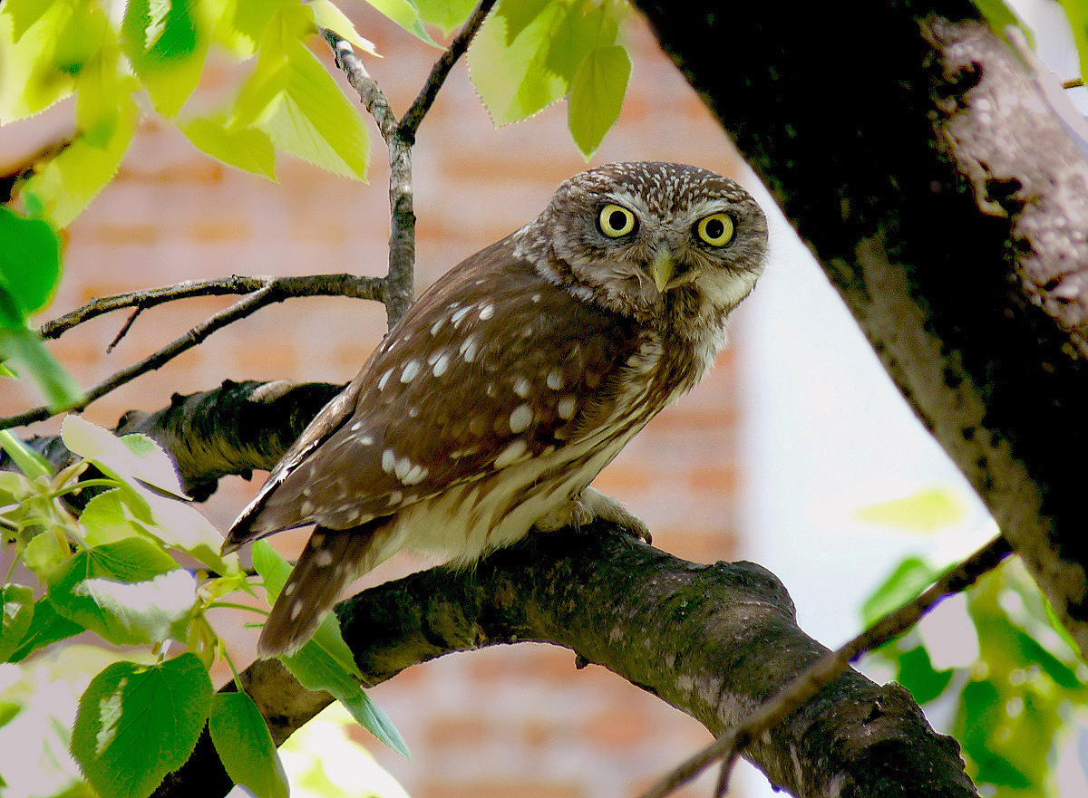 photo "***" tags: nature, macro and close-up, portrait, wild animals