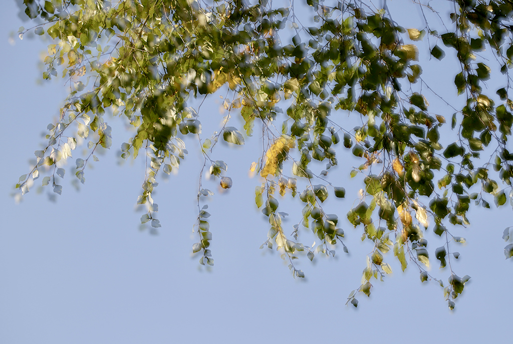 фото "autumn etude" метки: природа, 